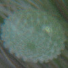 Egg of Jewelled Grass-blue - Freyeria putli putli